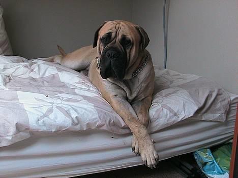 Bullmastiff Zuco - I hundehimlen nu 7/7-2014 - Charmetrold... Se lige det smukke grødhoved. billede 8