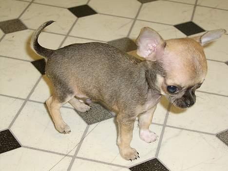 Chihuahua jay jay star billede 3