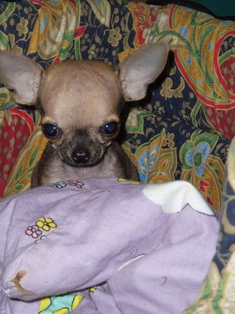 Chihuahua jay jay star billede 4
