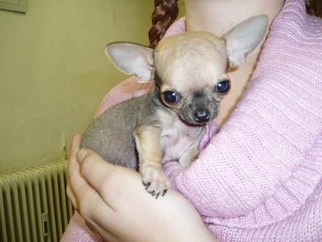 Chihuahua jay jay star billede 5