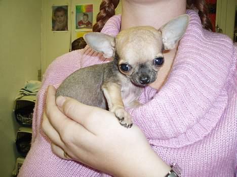 Chihuahua jay jay star billede 6