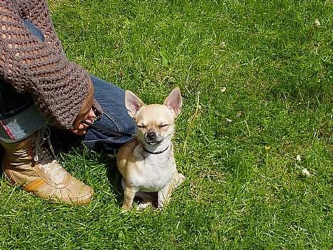 Chihuahua candy billede 2