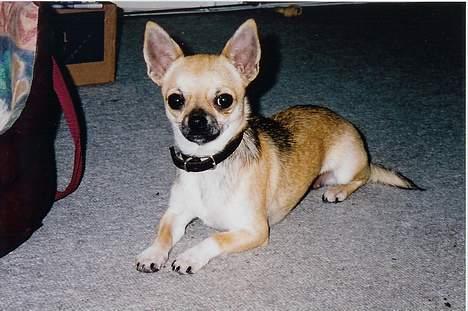 Chihuahua candy billede 3