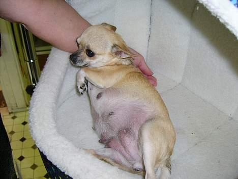 Chihuahua candy billede 4