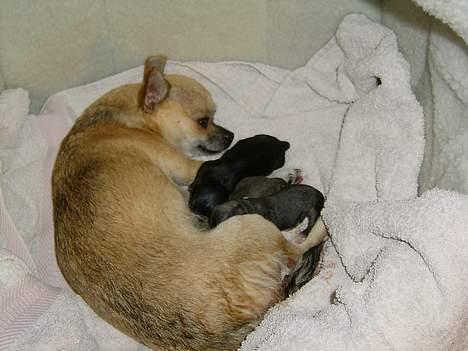 Chihuahua candy billede 5