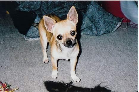 Chihuahua candy billede 6