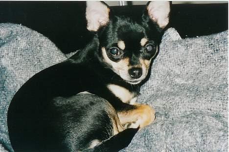 Chihuahua Coco billede 1