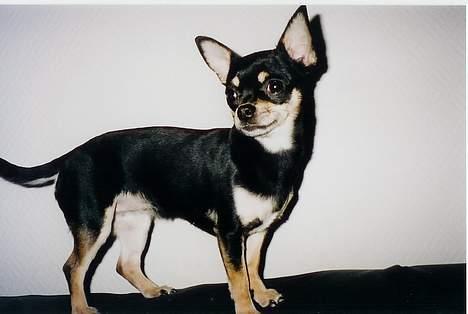 Chihuahua Coco billede 2
