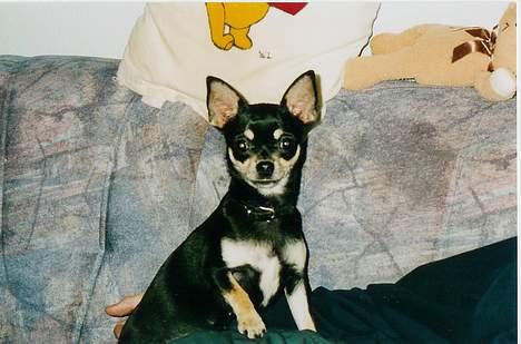 Chihuahua Coco billede 3