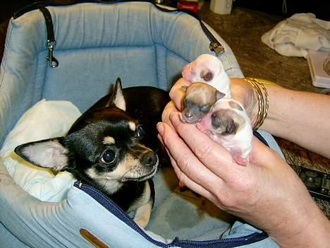 Chihuahua Coco billede 4