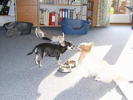 Chihuahua Coco - Mor, far og hvalpe billede 5