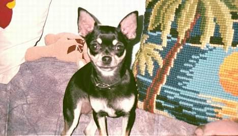 Chihuahua Coco billede 6