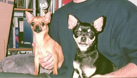 Chihuahua Coco - Coco med søster Zessa billede 7