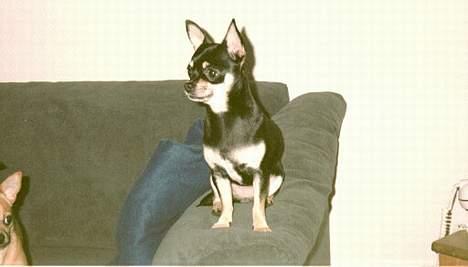 Chihuahua Coco billede 8