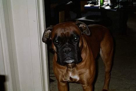 Boxer Chap - jeg er altså ikke en fotomodel  billede 6