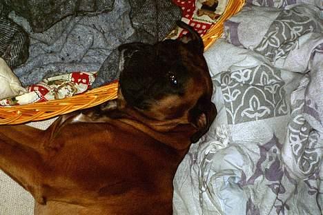 Boxer Chap - det er hårdt at spille fodbold far skyder og jeg løber billede 7