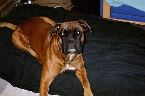 Boxer Chap - jeg troede lige at du havde noget mad til lille mig billede 8