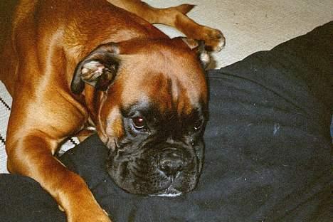 Boxer Chap - jeg er lidt træt jeg tager mig lige en lille skraber billede 9