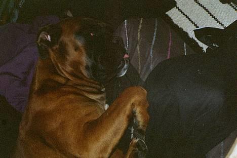 Boxer Chap - jeg er bare helt færdig væk mig næste år tak billede 10