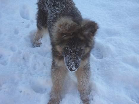 Schæferhund Tønagergården´s Ganto - Jeg vil gerne være en hvid schæfer - taget d. 19 december billede 8