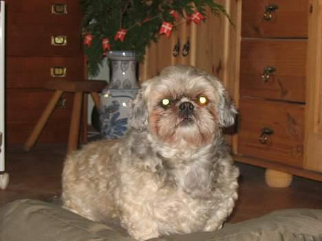 Shih tzu Cæsar billede 1