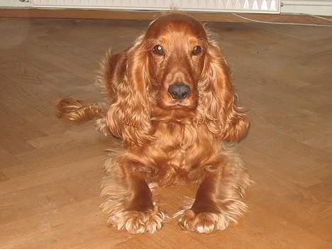 Cocker spaniel Sophus billede 1