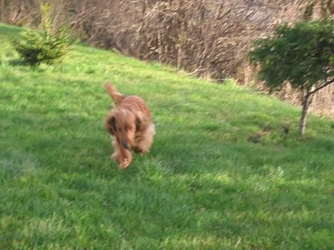 Cocker spaniel Sophus billede 2