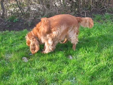 Cocker spaniel Sophus billede 3