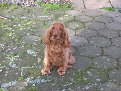 Cocker spaniel Sophus billede 4