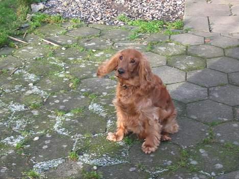 Cocker spaniel Sophus billede 5