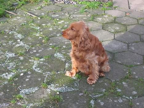 Cocker spaniel Sophus billede 6