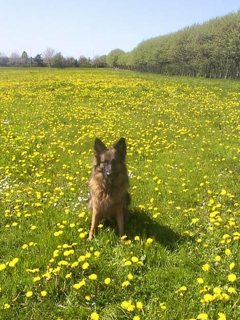 Schæferhund daisy - her er min dejlige hund! <33 billede 1