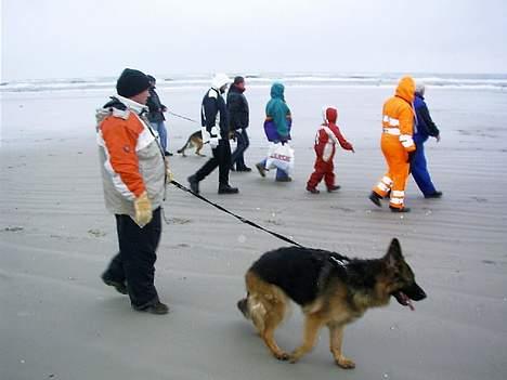 Schæferhund daisy - her er vi på stranden! <33 billede 2