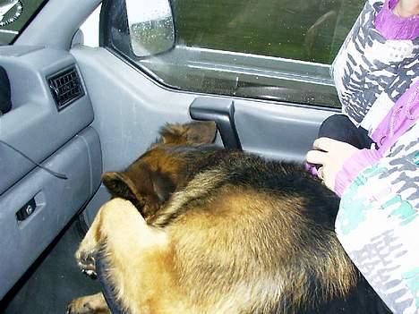 Schæferhund daisy - her kører vi i bil! der er altså ikke flere men tager snart nogle! <33 billede 3