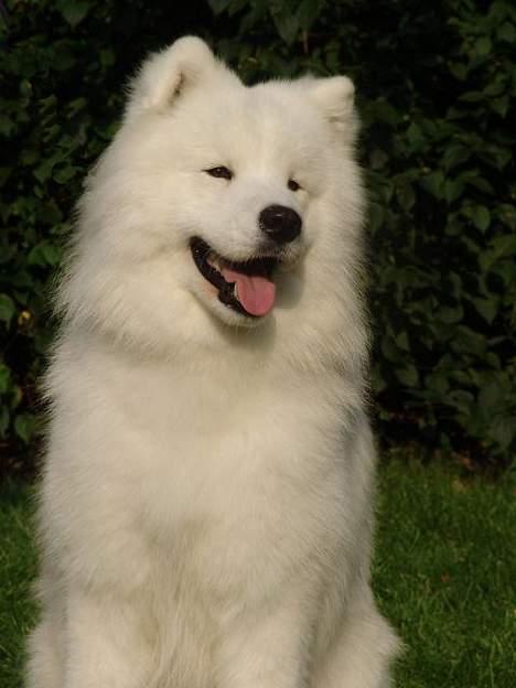 Samojedhund Discos Zulu Dancer "Siko" 2003 -2011 billede 3