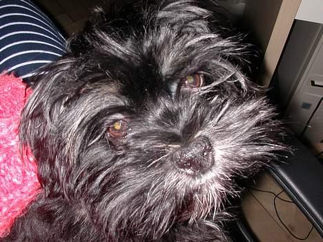 Lhasa apso Arthur billede 7