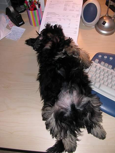 Lhasa apso Arthur - Sådan slapper man af ved computeren billede 8