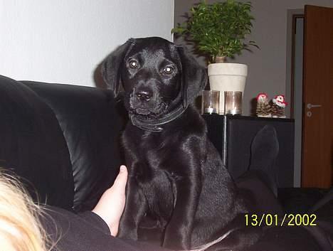 Labrador retriever Saki (formel 1) - 12 uger gammel, og en rigtig laban billede 7