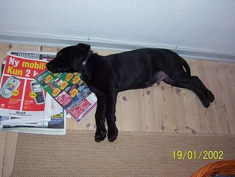 Labrador retriever Saki (formel 1) - Som vi kender ham bedst billede 8