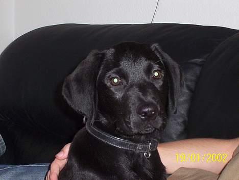 Labrador retriever Saki (formel 1) billede 9