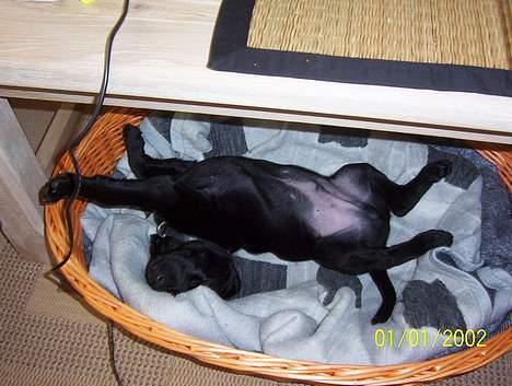 Labrador retriever Saki (formel 1) billede 10