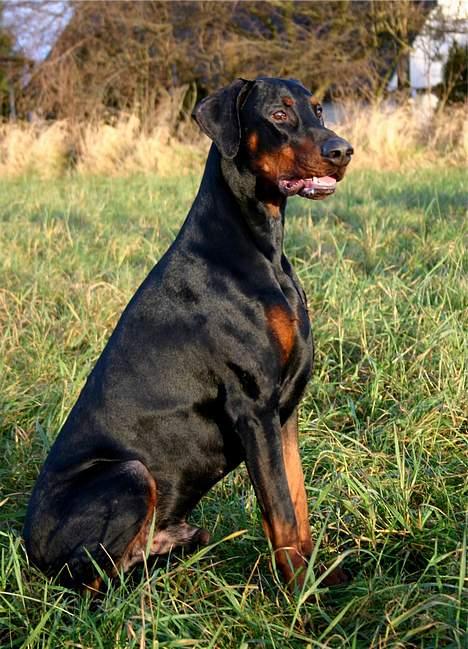 Dobermann Jotunheim Winge*  billede 9