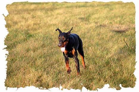 Dobermann Jotunheim Winge*  billede 10
