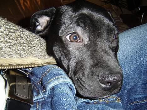 Blanding af racer Victor billede 2