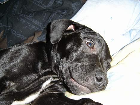 Blanding af racer Victor billede 3