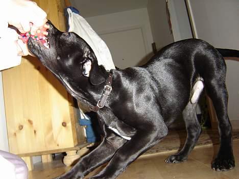 Blanding af racer Victor billede 4