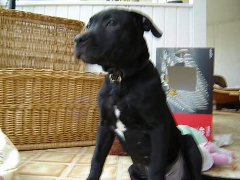 Blanding af racer Victor billede 5