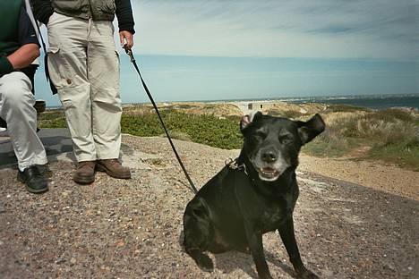 Labrador retriever Buller billede 1