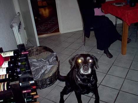 Labrador retriever Buller billede 2