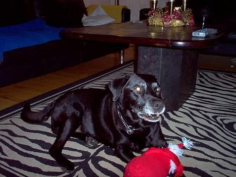 Labrador retriever Buller billede 3